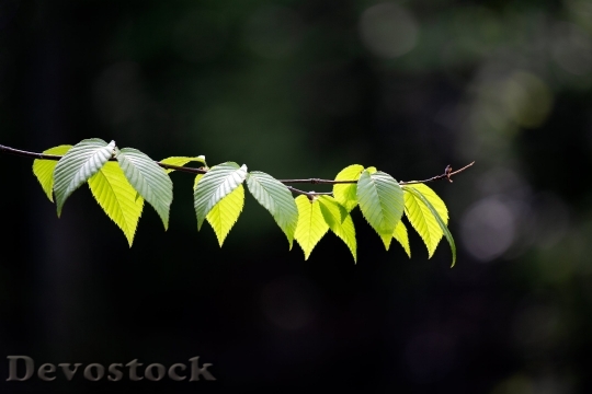 Devostock Nature Trees Leaves Summer 1122158 4K.jpeg