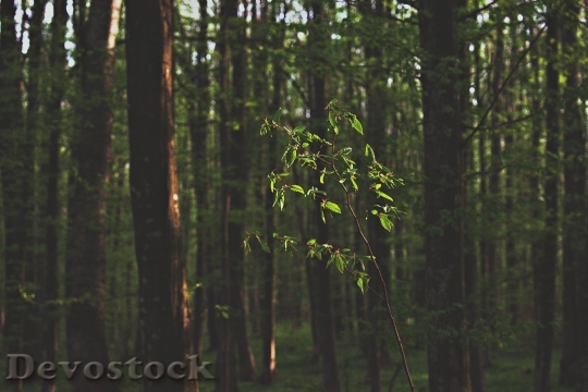 Devostock Nature Wood 100234 4K.jpeg