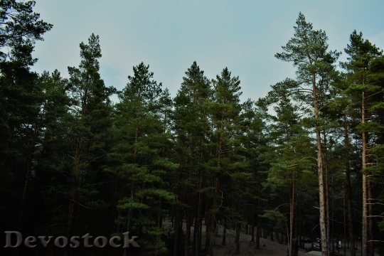 Devostock Nature Wood 112216 4K.jpeg