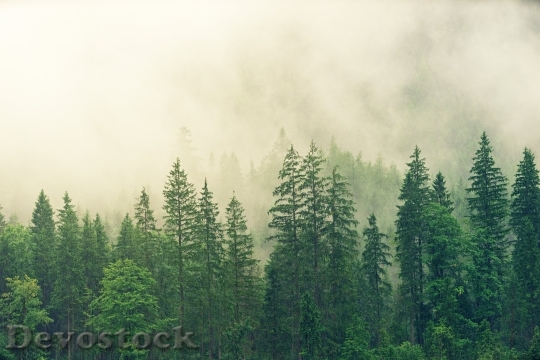 Devostock Nature Wood 123600 4K.jpeg