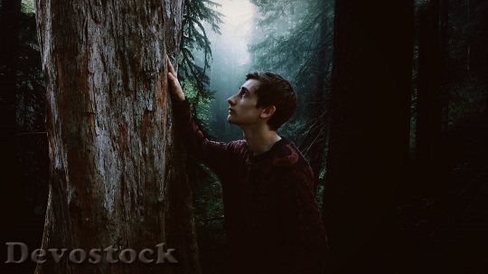 Devostock Nature Wood 12491 4K.jpeg