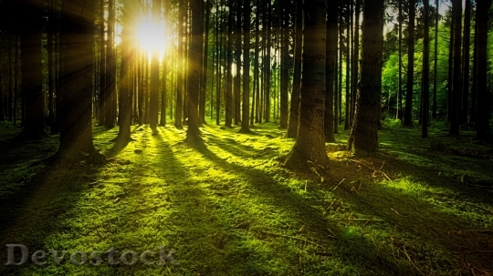 Devostock Nature Wood 125776 4K.jpeg