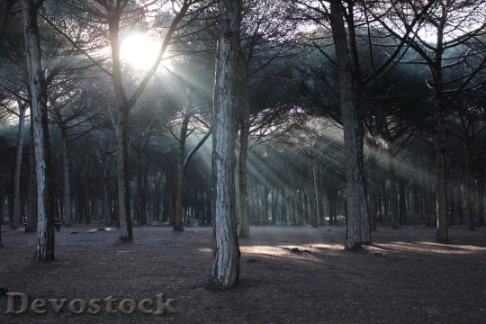 Devostock Nature Wood 128462 4K.jpeg