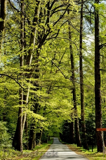 Devostock Nature Wood 17028 4K.jpeg