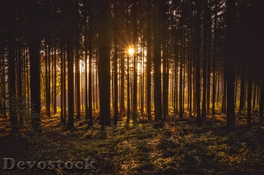 Devostock Nature Wood 37273 4K.jpeg