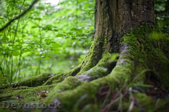 Devostock Nature Wood 42497 4K.jpeg