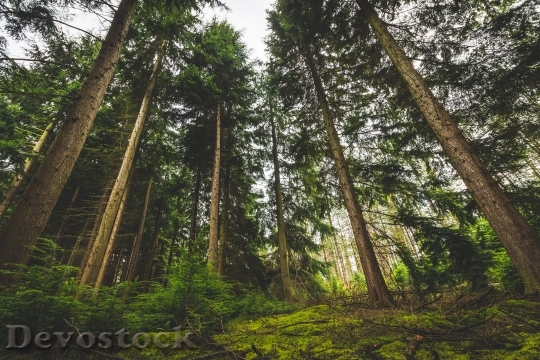 Devostock Nature Wood 75416 4K.jpeg
