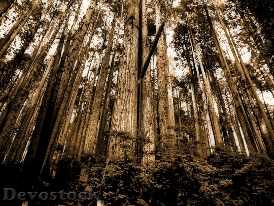 Devostock Nature Wood 95719 4K.jpeg