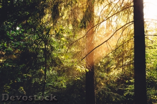 Devostock Night Sun Forest Trees020 4K