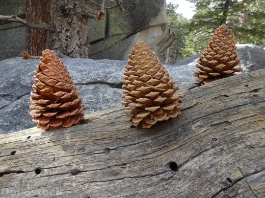 Devostock Pine Cone Nature Chritmas 4K
