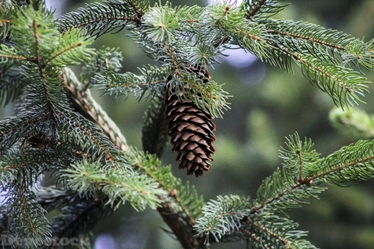 Devostock Pine Iglak Pine Cne 1 4K