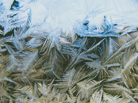 Devostock Pine Leaves Frozen Frezing 4K