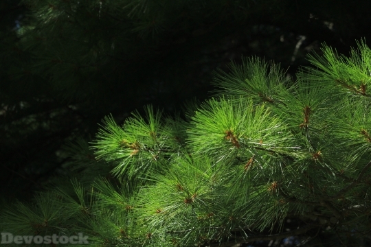 Devostock Pine Needles Nature reen 4K