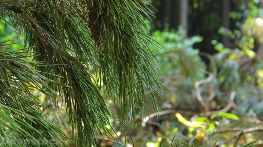 Devostock Pine Spruce PineCone 4K