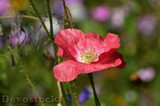 Devostock Pink Poppy Blossom Bloom 6032 4K.jpeg