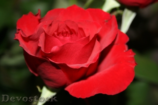 Devostock Pink Red Flower Gift 6814 4K.jpeg