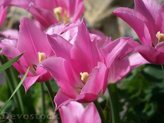 Devostock Pink Tulip Flower Spring 5352 4K.jpeg