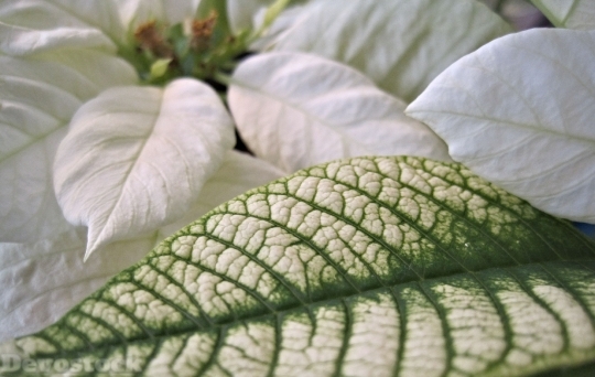 Devostock Poinsettia Leaf White Fower 4K