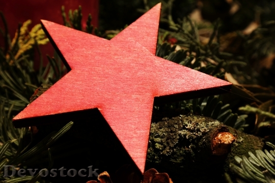 Devostock Poinsettia Star Christmas 58692 4K