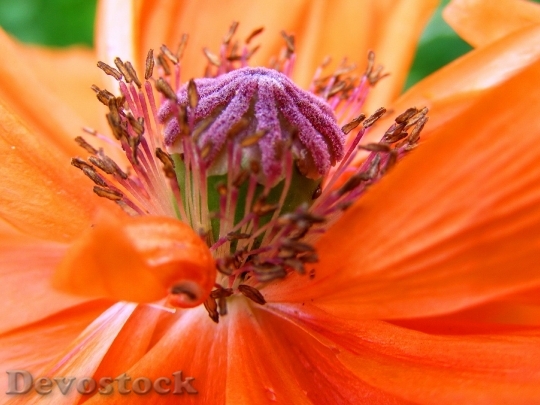 Devostock Poppy Central Summer Flower 8611 4K.jpeg