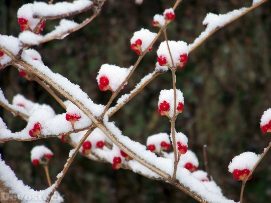Devostock Red Berries Snow Winter 1 4K