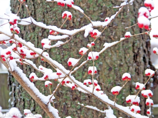 Devostock Red Berries Snow Wnter 4K