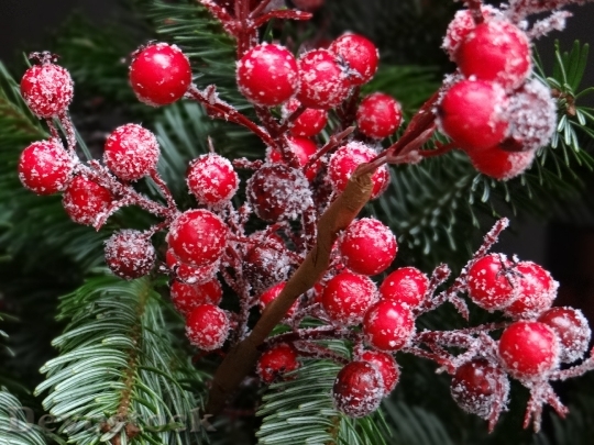 Devostock Red Christmas Berries Traditioally 4K