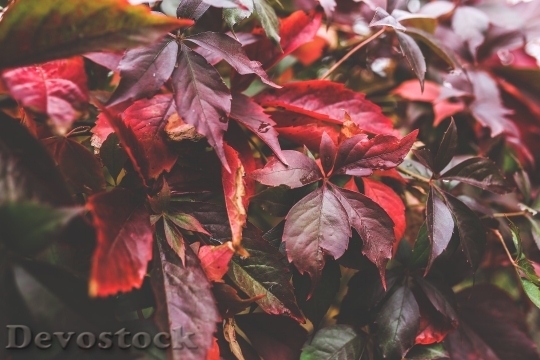 Devostock Red Leaf Leaves Big 4K