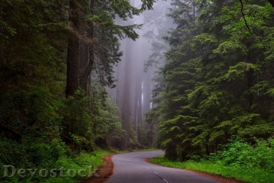 Devostock Redwood National Park California Hdr Landscape 1585 4K.jpeg