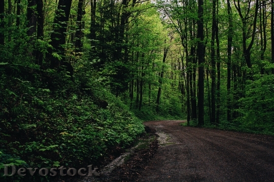 Devostock Road Landscape Forest 111867 4K