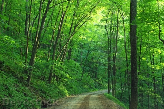 Devostock Road Landscape Forest 16303 4K