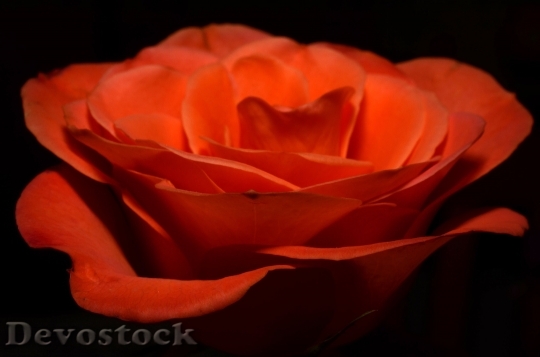 Devostock Ros Orange Flower Royalty Free 6837 4K.jpeg