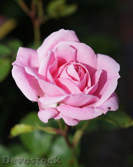 Devostock Rose Blossom Bloom Rose Bloom 5538 4K.jpeg