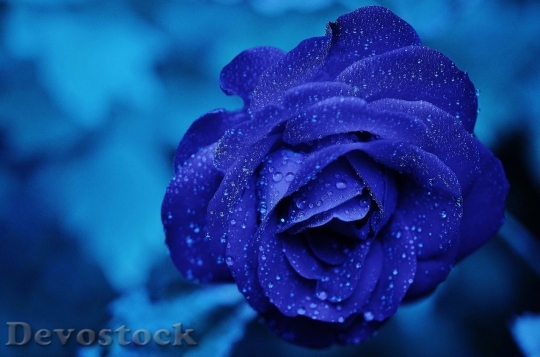 Devostock Rose Blue Flower Rose Blooms 6736 4K.jpeg