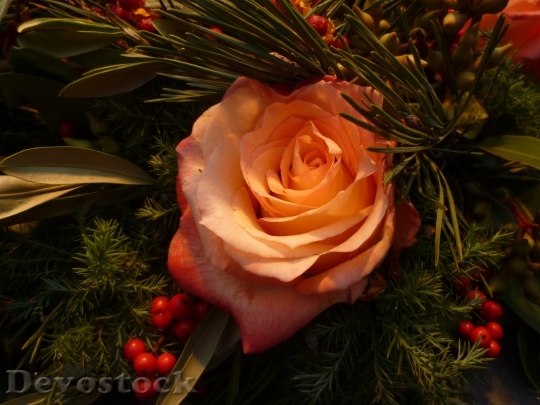 Devostock Rose Christmas Bouquets lant 4K