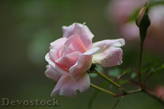 Devostock Rose Floral Plant Natural 6622 4K.jpeg