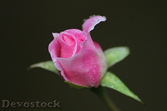 Devostock Rose Flower Floral Plant 6695 4K.jpeg