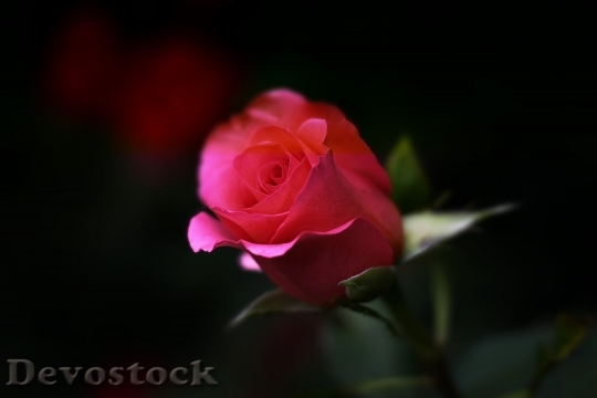 Devostock Rose Flower Nature Floral 5345 4K.jpeg