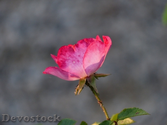 Devostock Rose Flower Pink Flowers 6891 4K.jpeg