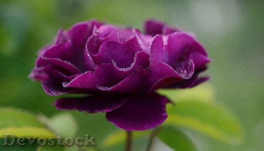 Devostock Rose Flower Rose Blooms Roses 6876 4K.jpeg