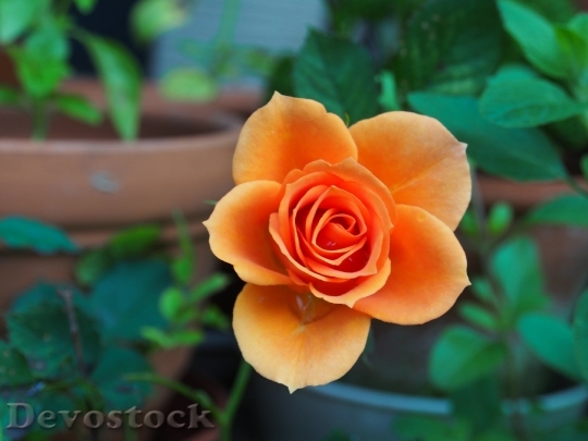 Devostock Rose Huang Plant Royalty Free 6937 4K.jpeg