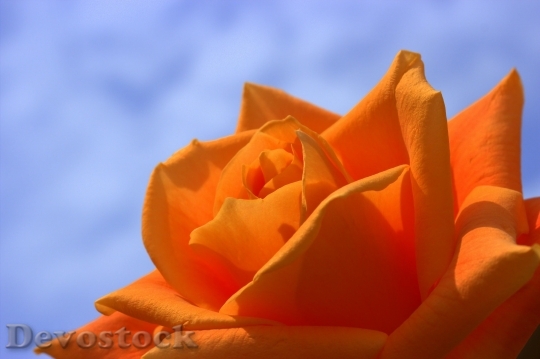 Devostock Rose Orange Flowers Summer 6668 4K.jpeg