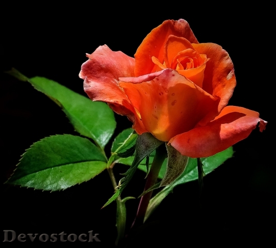 Devostock Rose Orange Red Flower 5397 4K.jpeg