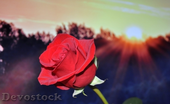 Devostock Rose Red Flower 3743 4K.jpeg