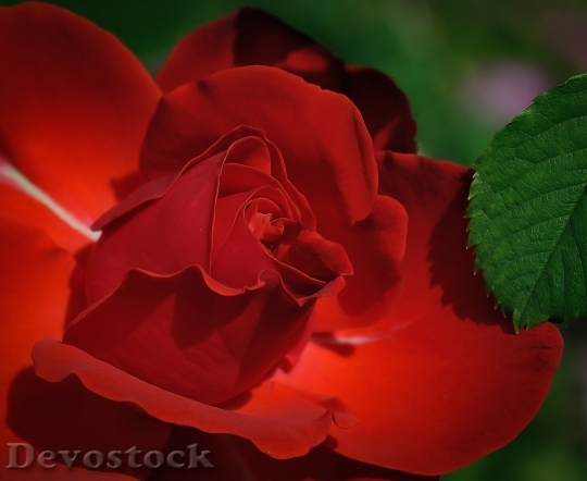 Devostock Rose Red Flower Beauty 3708 4K.jpeg