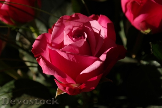 Devostock Rose Red Flower Plant 5972 4K.jpeg