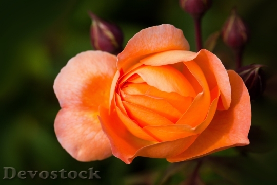 Devostock Rose Rose Family Rosaceae Composites 5307 4K.jpeg