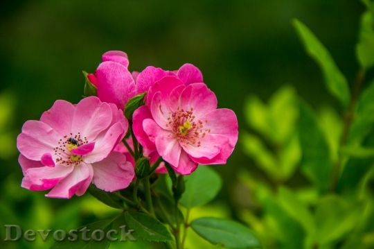 Devostock Rose The Wild Flower Powder 4692 4K.jpeg