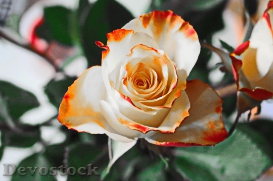Devostock Rose Yellow Flower Petals 6009 4K.jpeg