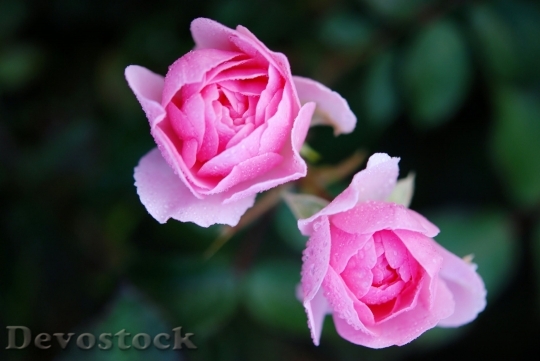Devostock Roses Flower Nature Macro 8707 4K.jpeg